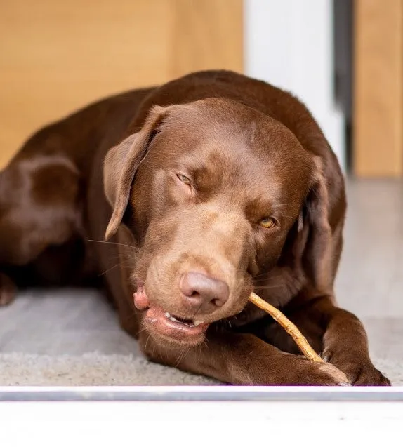 Anco | Natural Dog Treat | Goat Pizzle