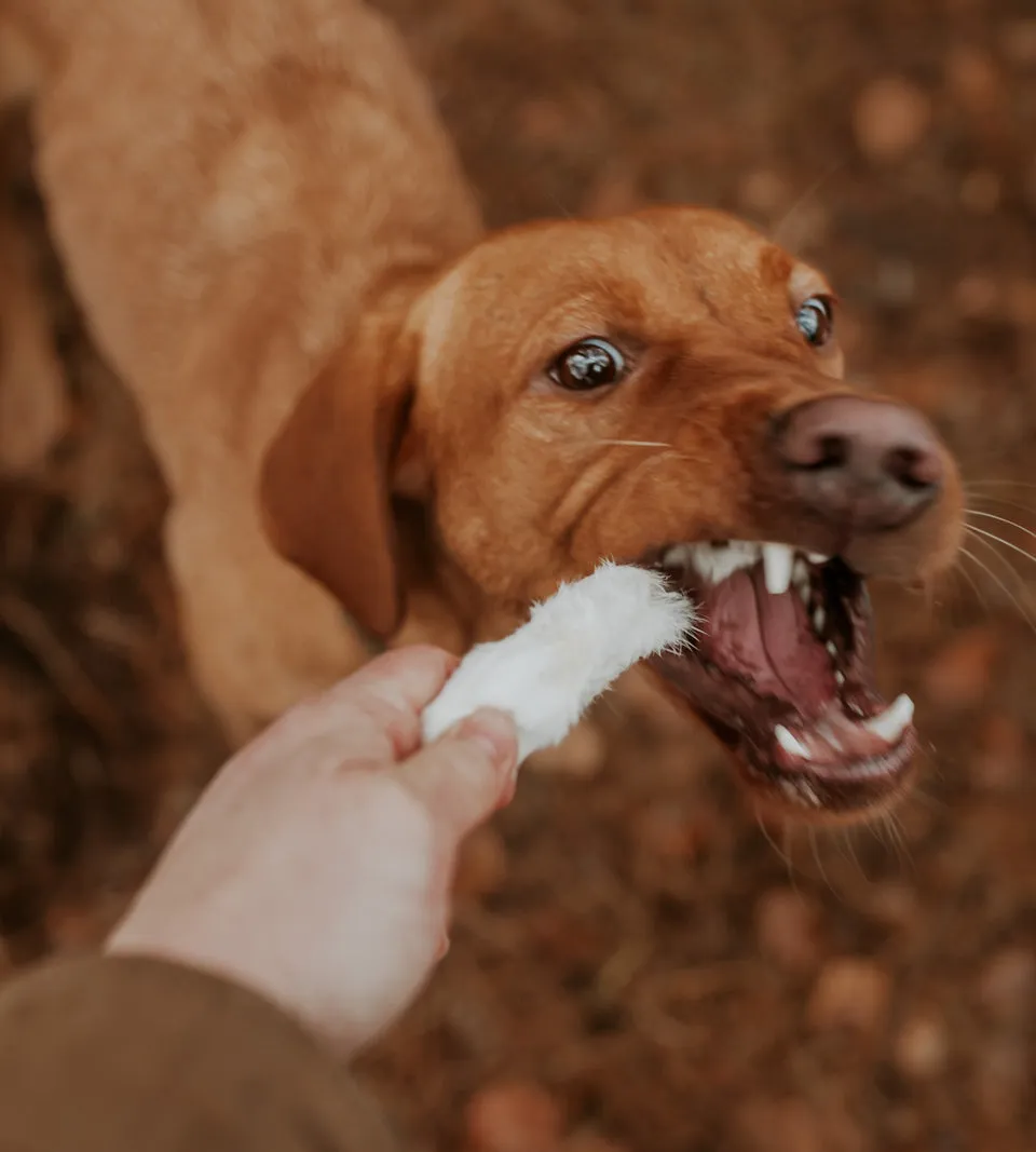 Anco Naturals | Natural Dog Treat | Hairy Rabbit Feet
