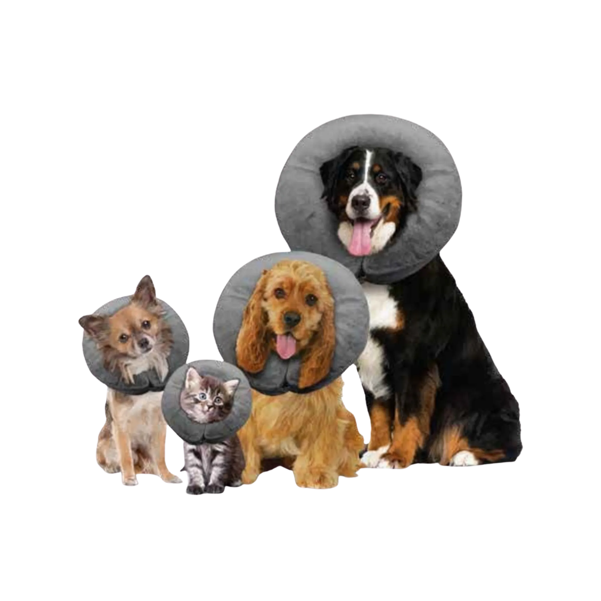 Arlee Pet Comfurt Collar