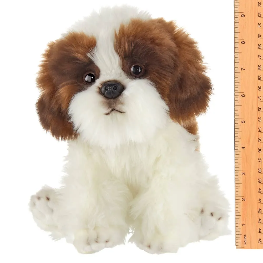 Bentley the Shih Tzu