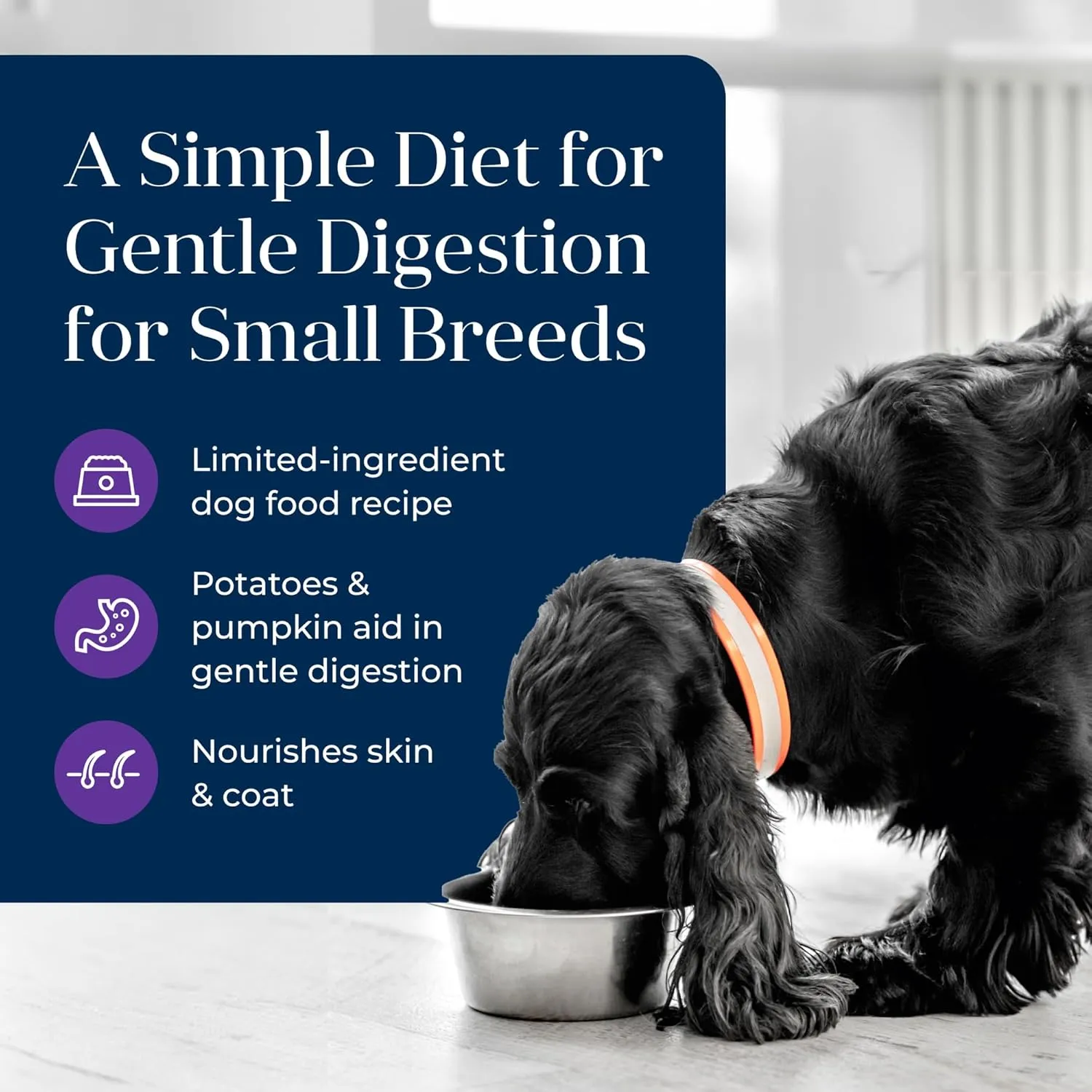 Blue Buffalo Basics Grain-Free Wet Dog Food for Small Breed Adult Dogs, Limited Ingredient Diet, Turkey Recipe, 3.5-oz Cups, 12 Count