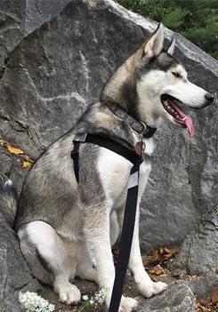 Broadband NEO All-In-Wonder Dog Harness