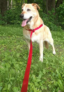 Broadband NEO All-In-Wonder Dog Harness