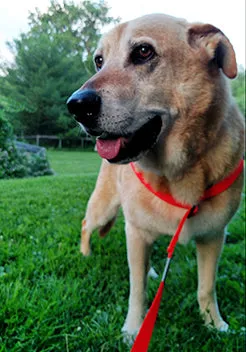 Broadband NEO All-In-Wonder Dog Harness