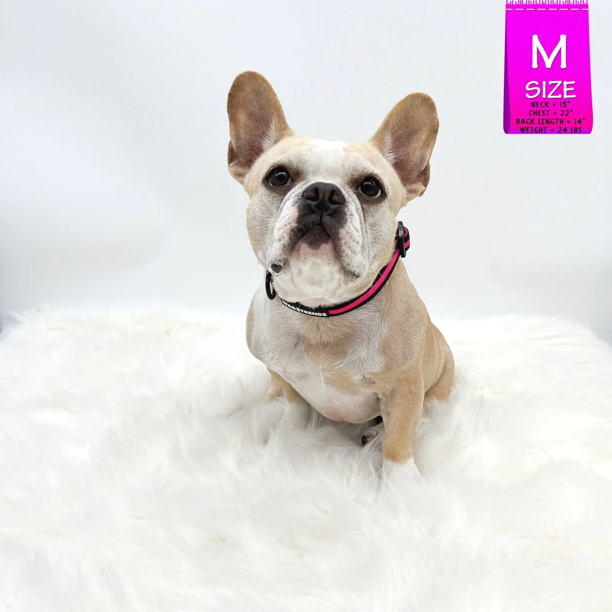 Dog Collar, Harness and Leash Set | Camo Chic (SHēk) Pink