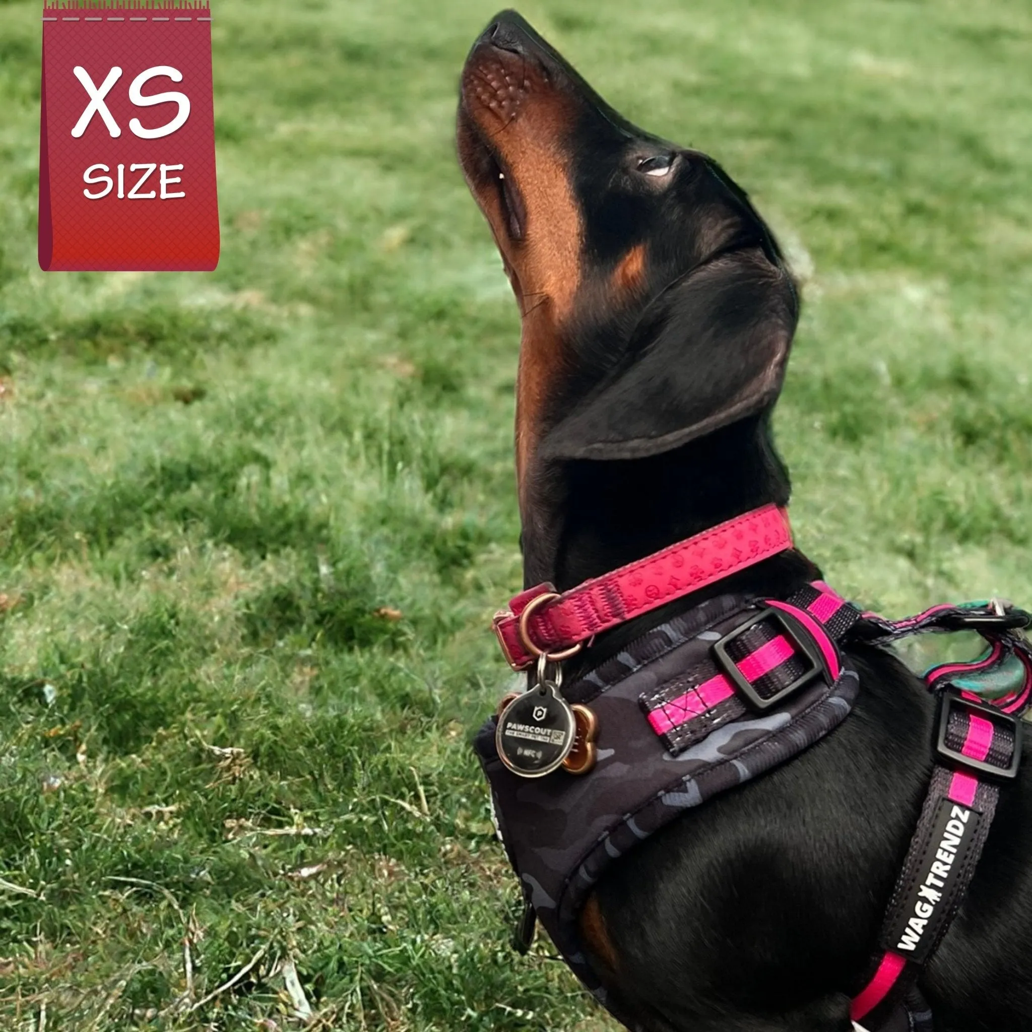 Dog Collar, Harness and Leash Set | Camo Chic (SHēk) Pink