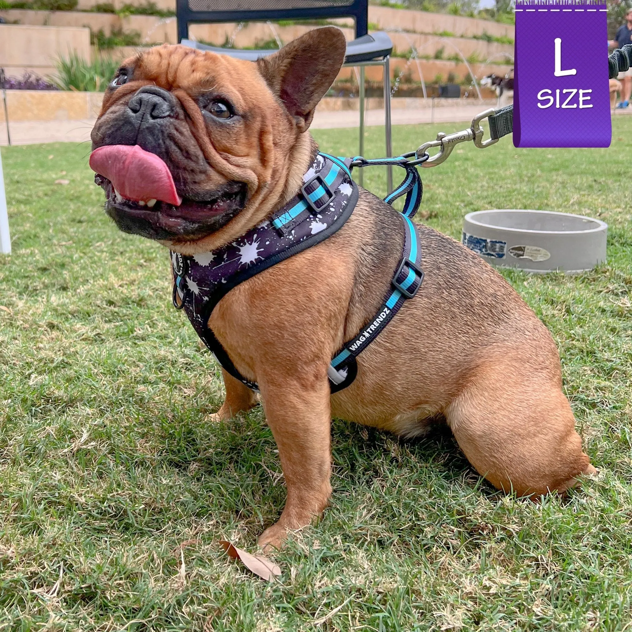 Dog Collar, Harness and Leash Set | Splatter Swagger