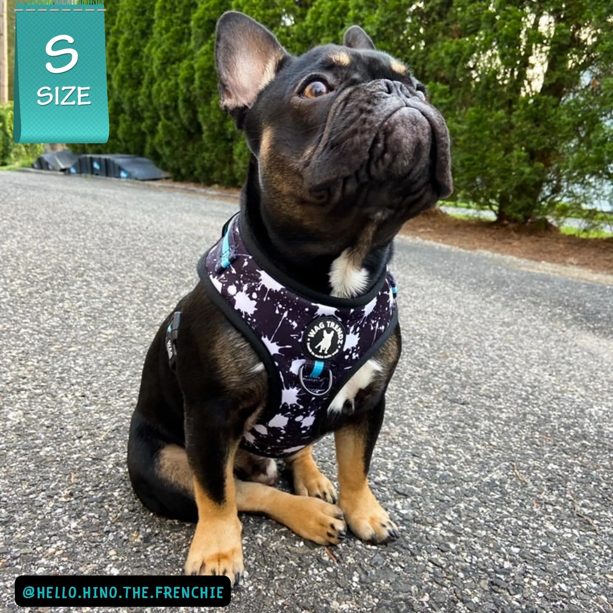 Dog Collar, Harness and Leash Set | Splatter Swagger