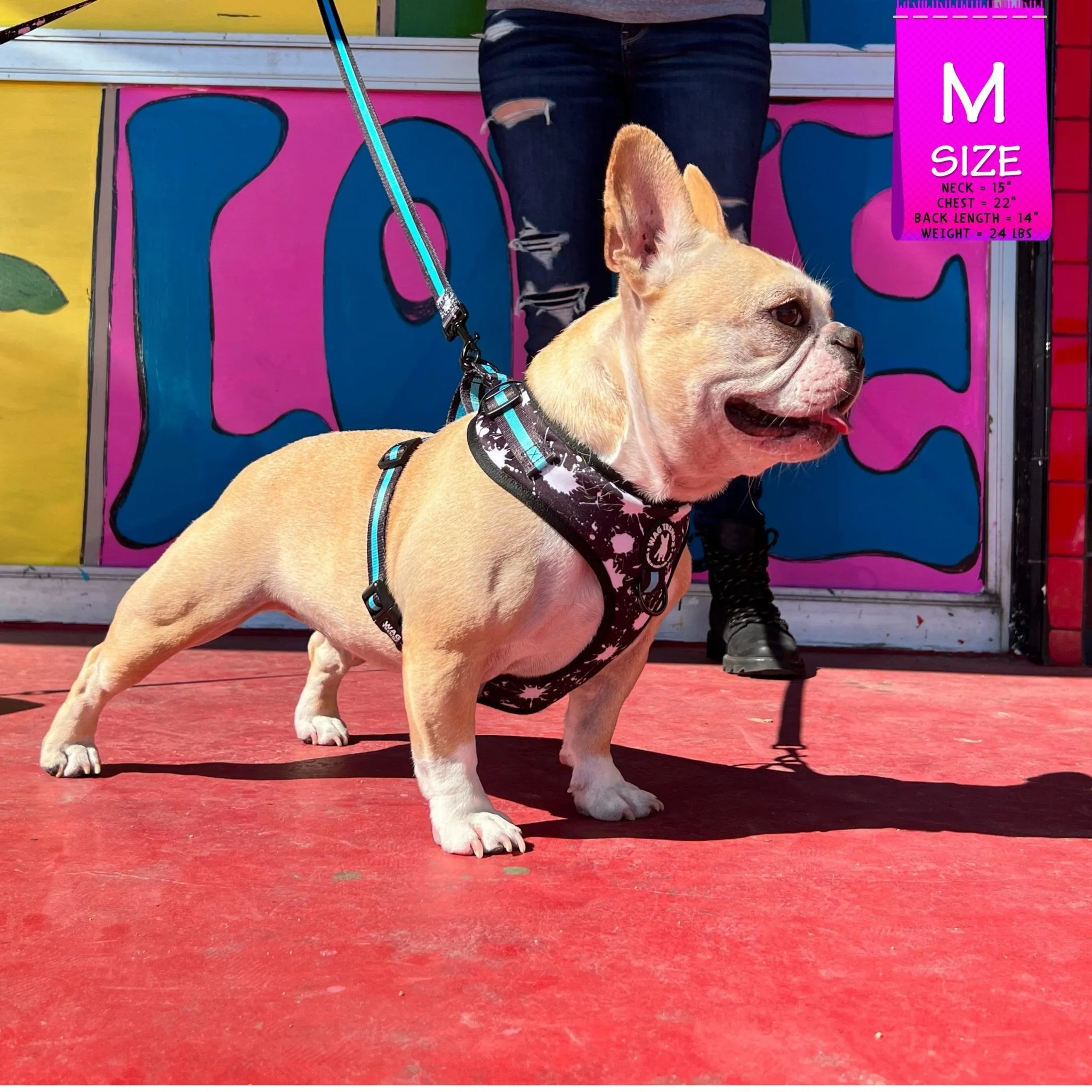 Dog Collar, Harness and Leash Set | Splatter Swagger