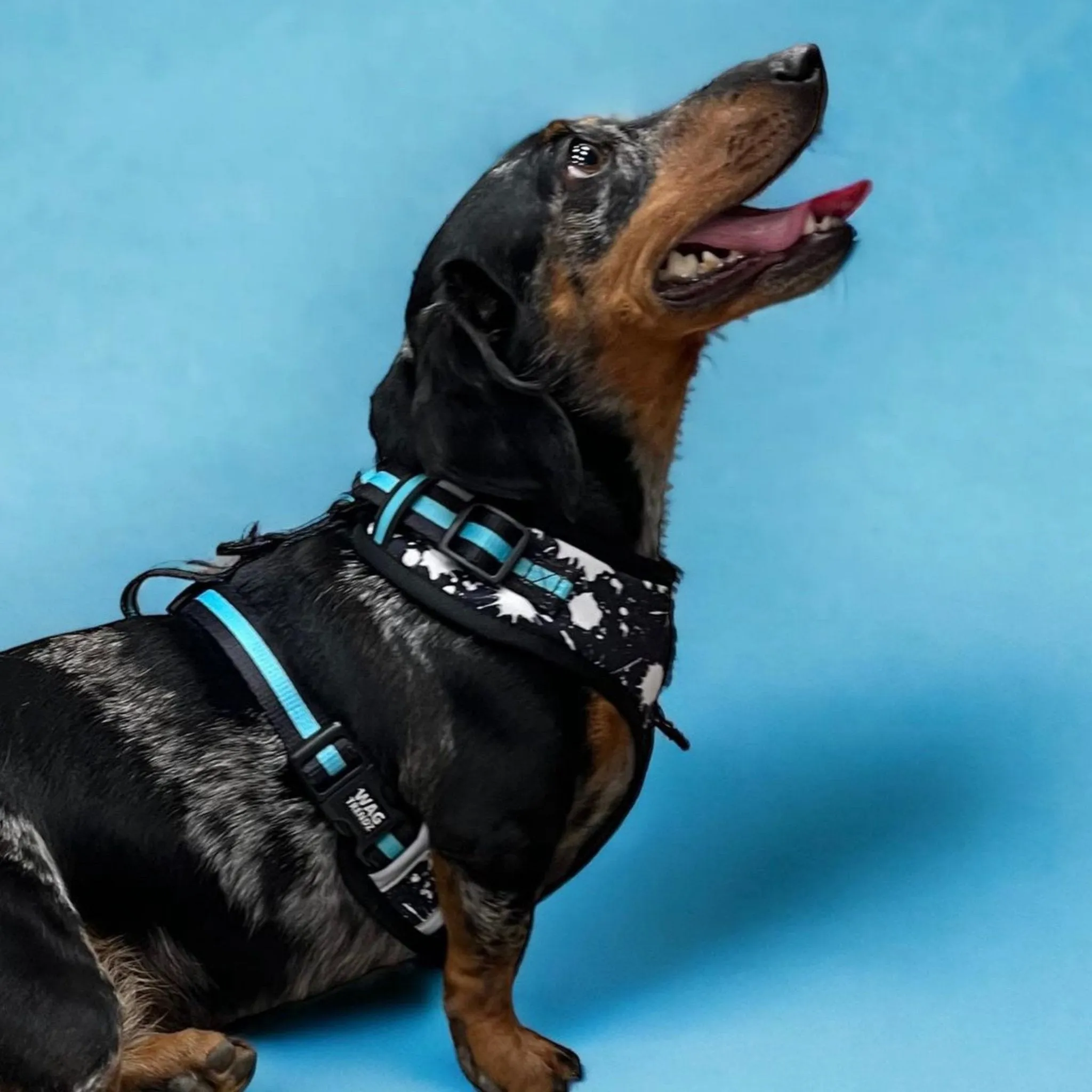Dog Collar, Harness and Leash Set | Splatter Swagger