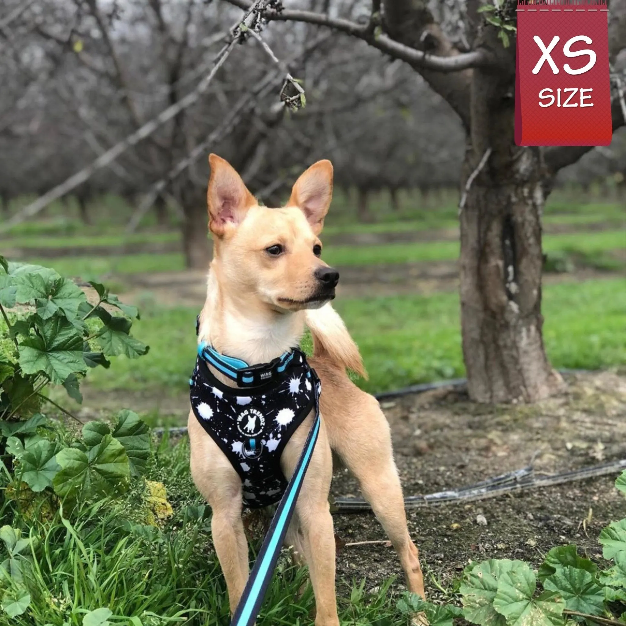 Dog Collar, Harness and Leash Set | Splatter Swagger