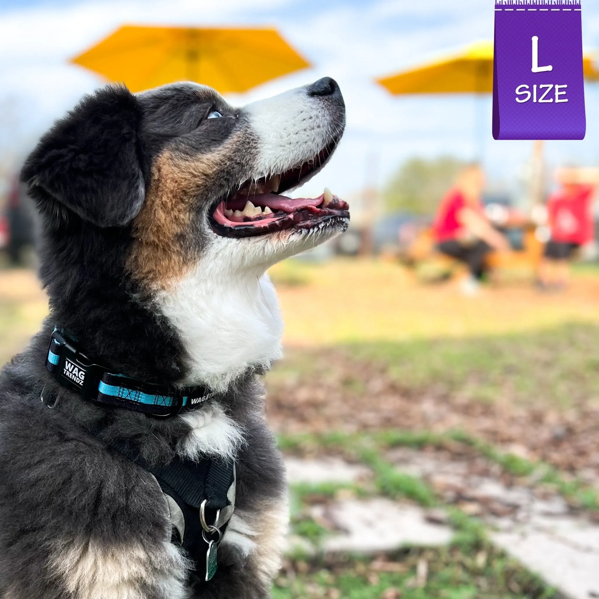 Dog Collar, Harness and Leash Set | Splatter Swagger