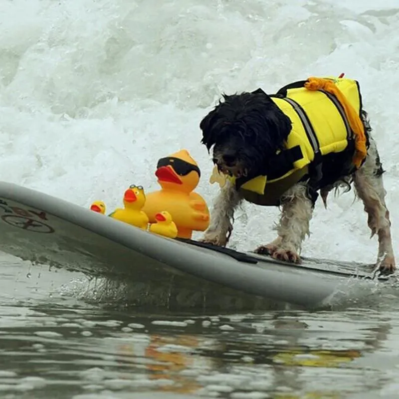 Dog Life Jacket