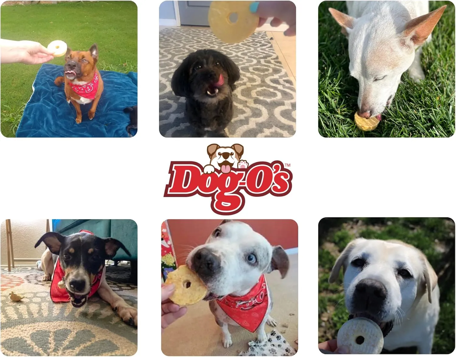 Dog-Os Cheesy Chompers, All-Natural, Made in The USA, Grain Free, Real Cheese Treats for Medium & Large Dogs (Pack of 2 Crunchy Treats)