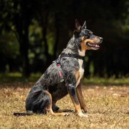EzyDog Cross Check Training Harness