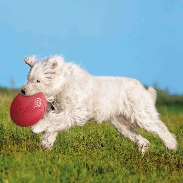 Floatable Dog Disc