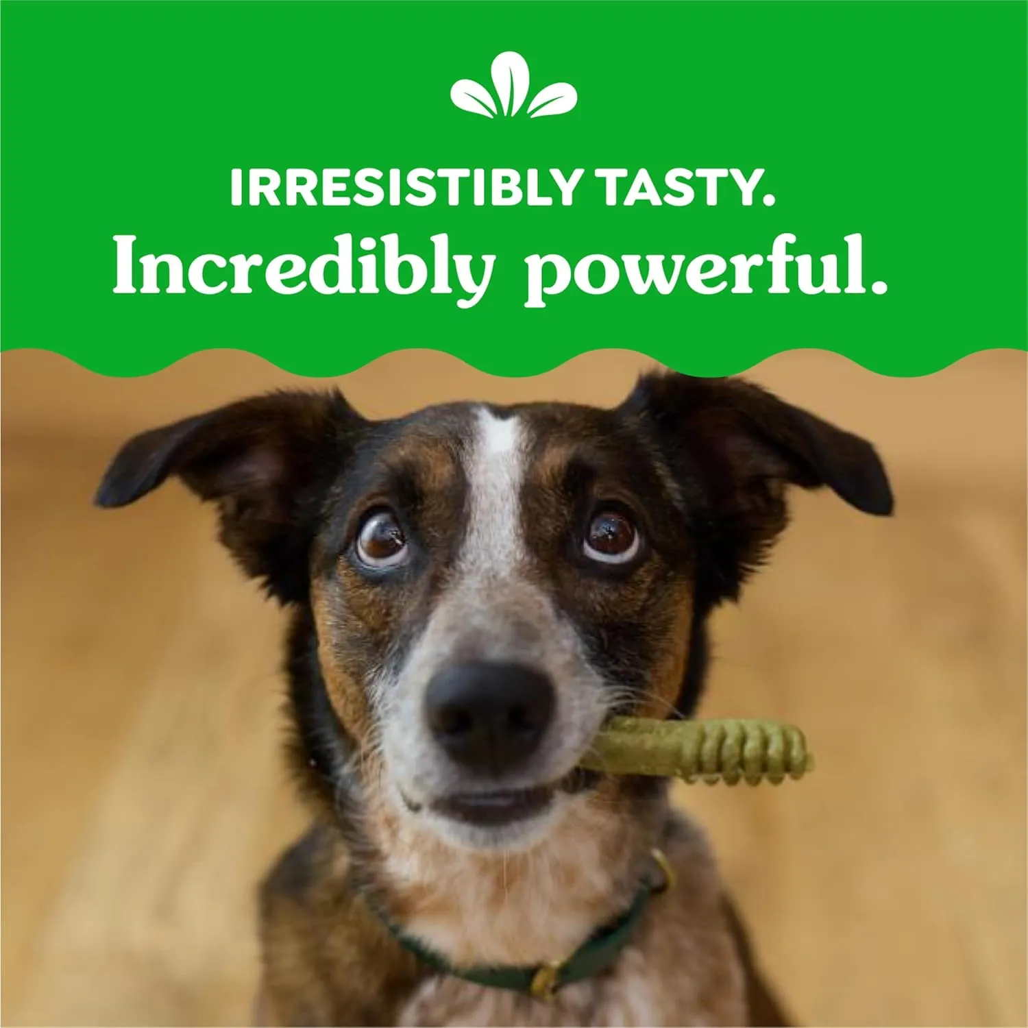 Greenies Original Regular Natural Dog Dental Care Dog Treats (36 Treats)