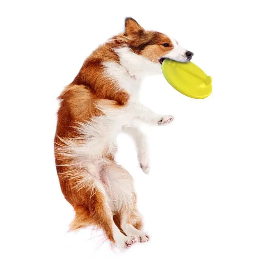 Nylabone Power Play Ultra Glider Gripz Dog Flying Disc Ultra Glider
