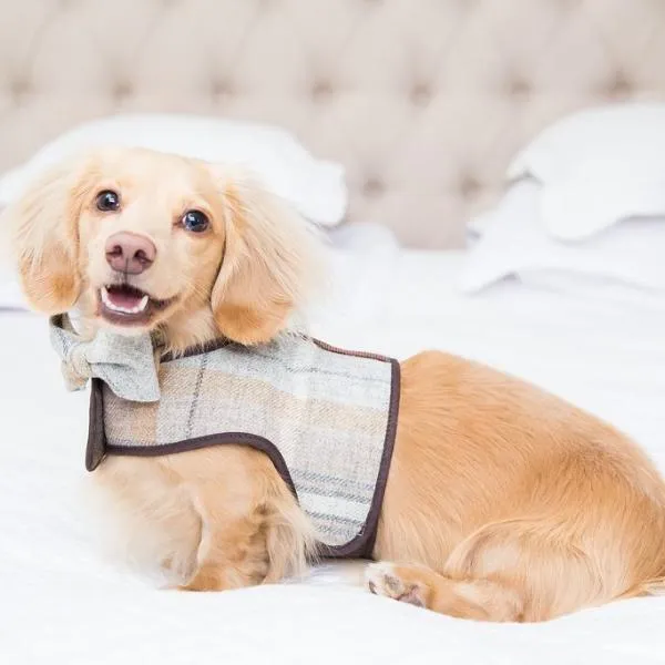 Sand Sheltie Luxury Dog Harness