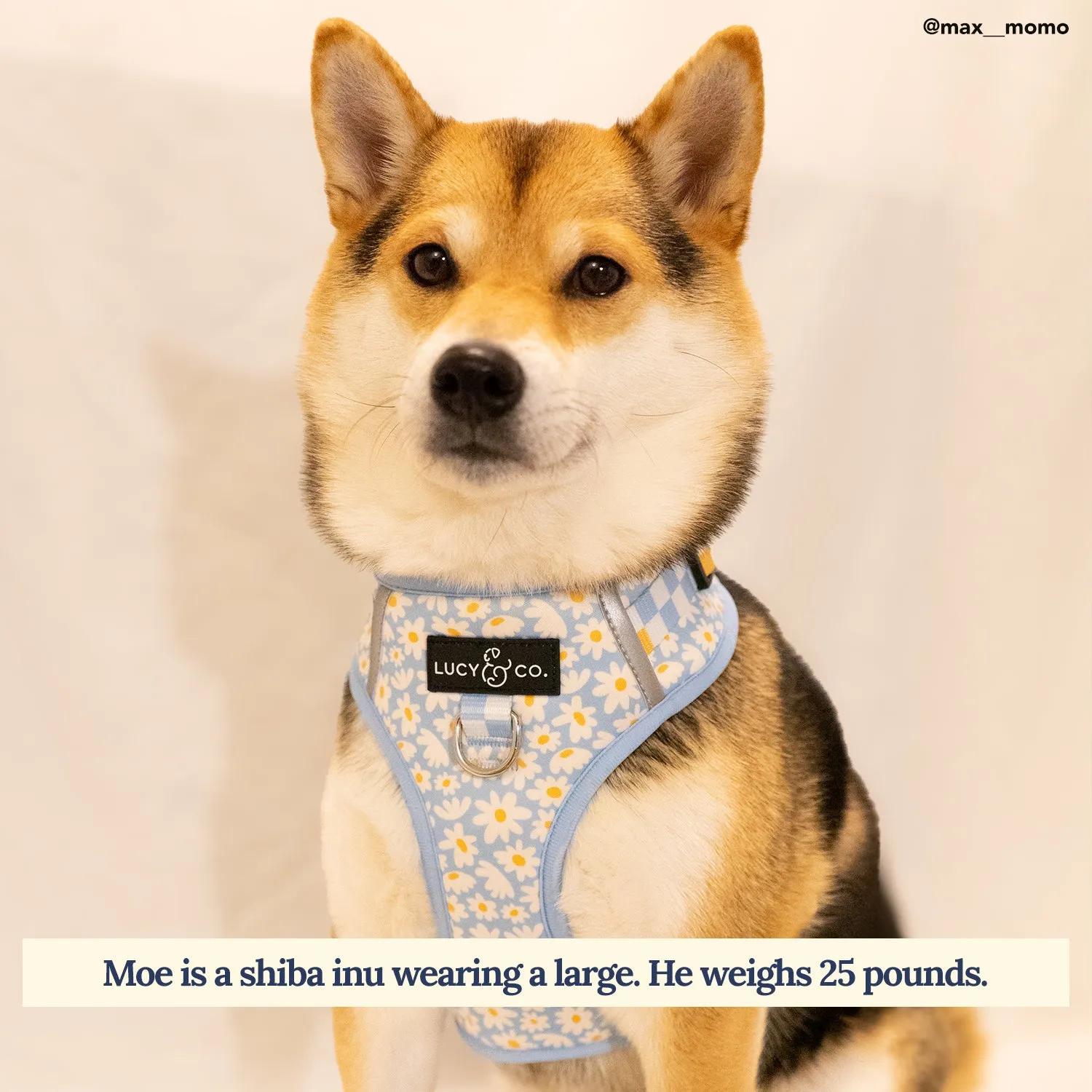 Simply Splendid No-Pull Harness