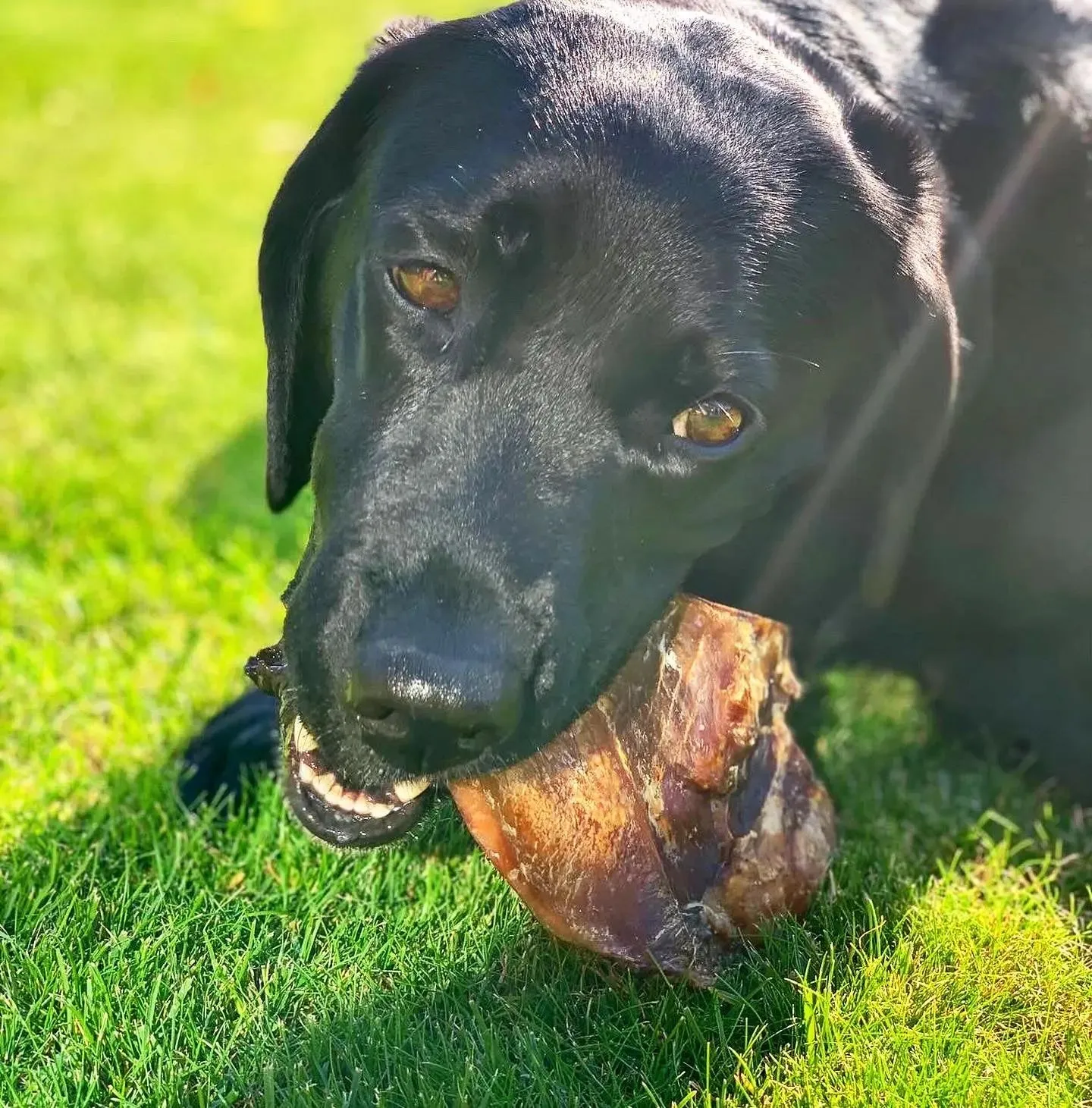 Wild Natural Dog Treats - Beef Moon Bone